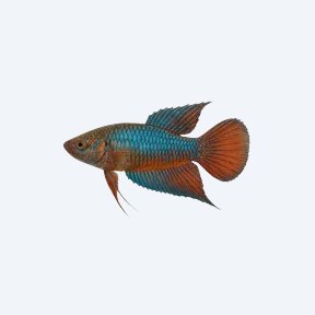 Paradise Fish (Macropodus opercularis) in a planted freshwater aquarium