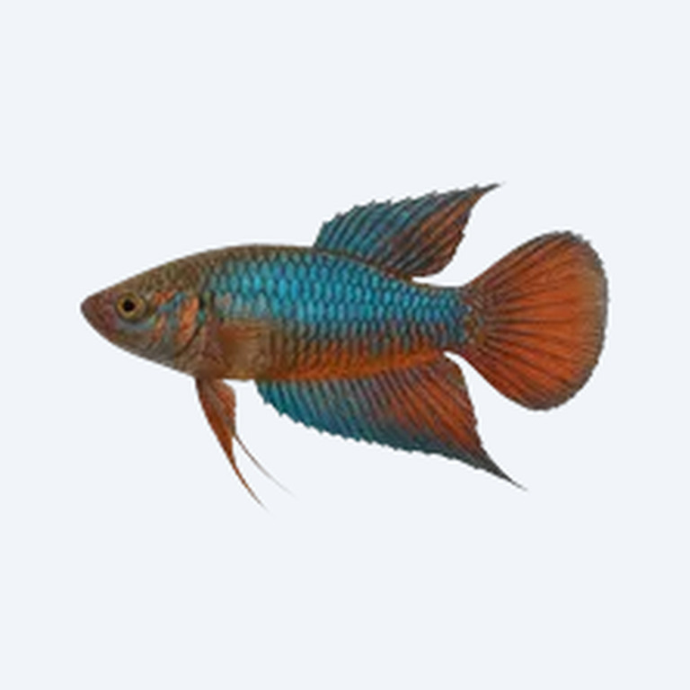 Paradise Fish (Macropodus opercularis) in a freshwater aquarium