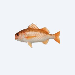 Paradise Threadfin (Iriatherina werneri) in a planted freshwater aquarium
