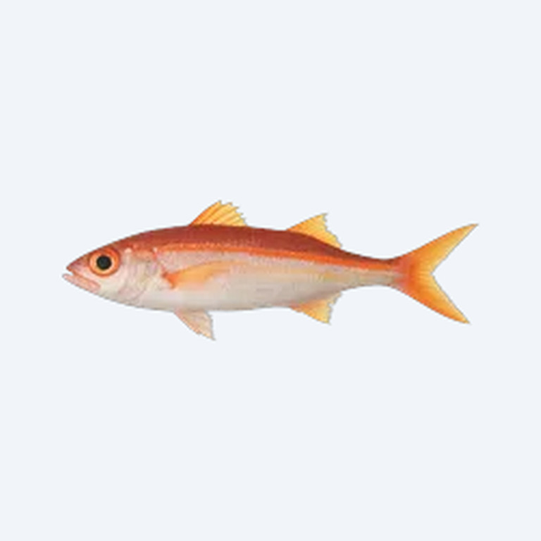 Paradise Threadfin (Iriatherina werneri) in a planted freshwater aquarium