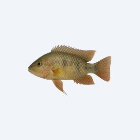 Paraguay Eartheater (Satanoperca pappaterra) in a planted freshwater aquarium