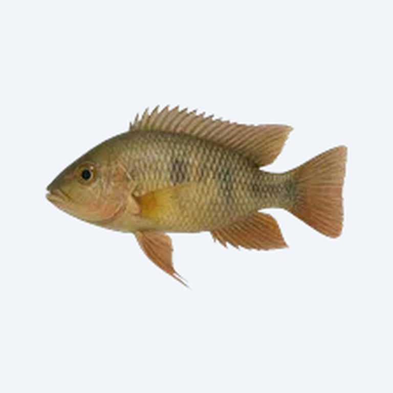 Paraguay Eartheater (Satanoperca pappaterra) in a planted freshwater aquarium