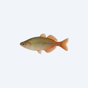 Parkinson's Rainbowfish (Melanotaenia parkinsoni) in a planted freshwater aquarium