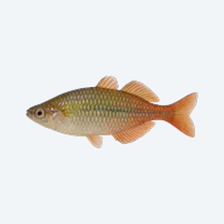 Parkinson's Rainbowfish (Melanotaenia parkinsoni) in a freshwater aquarium