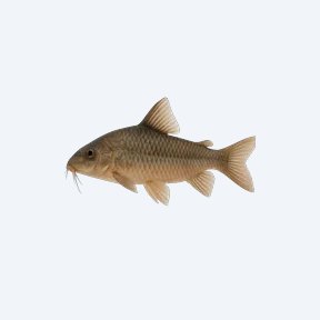 Pastaza Cory (Corydoras sp.) in a planted freshwater aquarium