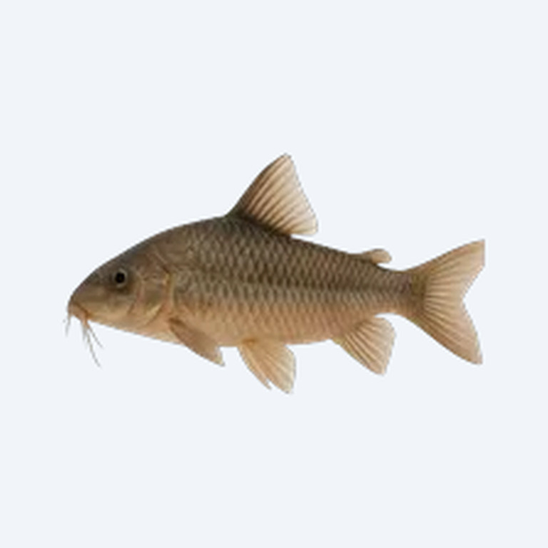 Pastaza Cory (Corydoras sp.) in a freshwater aquarium