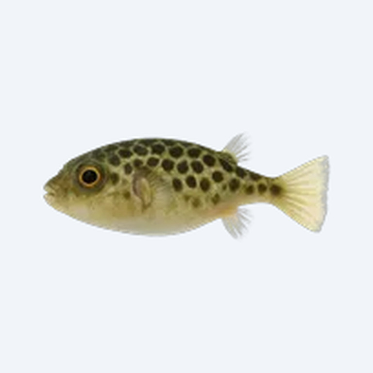 Pea Puffer (Carinotetraodon travancoricus) in a planted freshwater aquarium