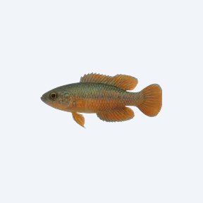 Peacock Gudgeon (Tateurndina ocellicauda) in a planted freshwater aquarium