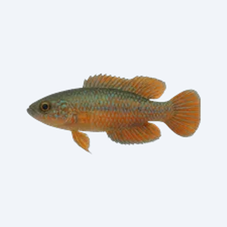 Peacock Gudgeon (Tateurndina ocellicauda) in a freshwater aquarium