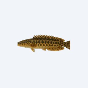 Peacock Spiny Eel (Macrognathus siamensis) in a planted freshwater aquarium
