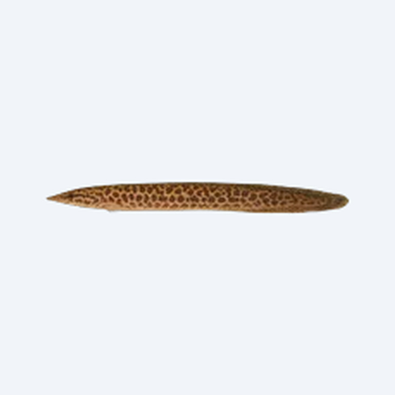 Peacock Spiny Eel (Macrognathus siamensis) in a freshwater aquarium