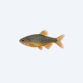 Pearl Danio (Danio albolineatus) in a planted freshwater aquarium