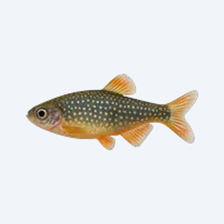 Pearl Danio (Danio albolineatus) in a planted freshwater aquarium
