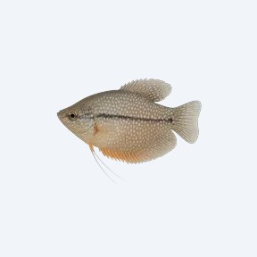 Pearl Gourami (Trichopodus leerii) in a planted freshwater aquarium