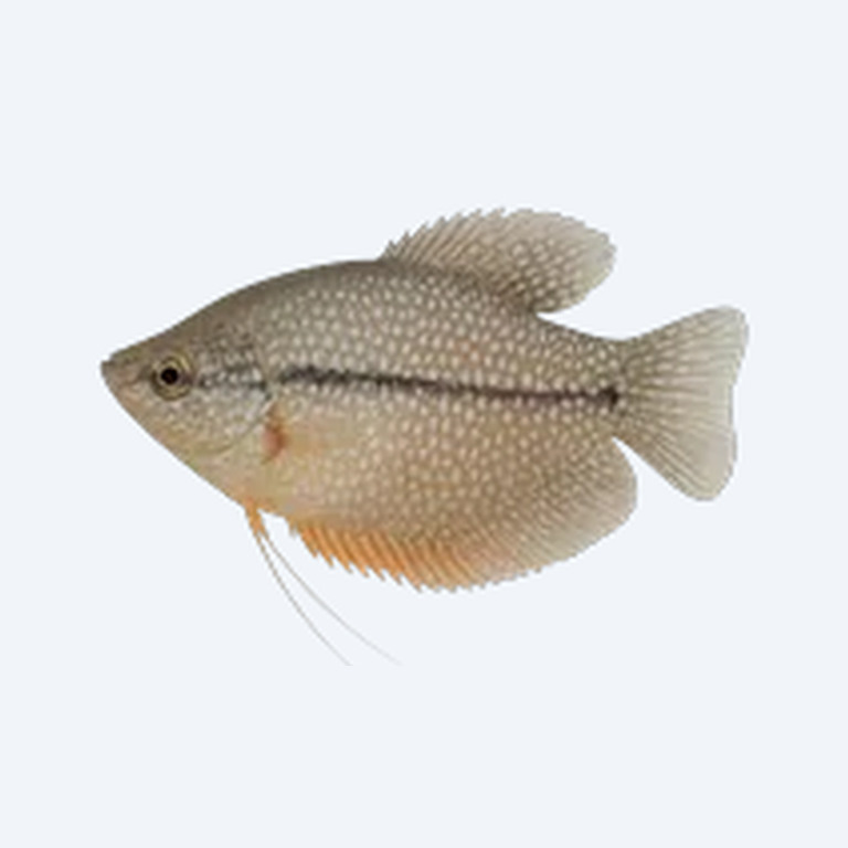 Pearl Gourami (Trichopodus leerii) in a planted freshwater aquarium