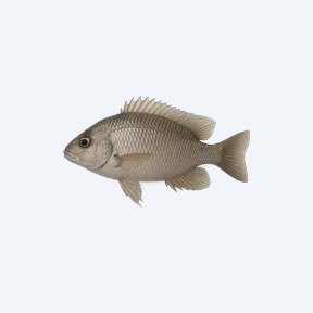 Pearl Of Likoma (Aulonocara baenschi) in a planted freshwater aquarium