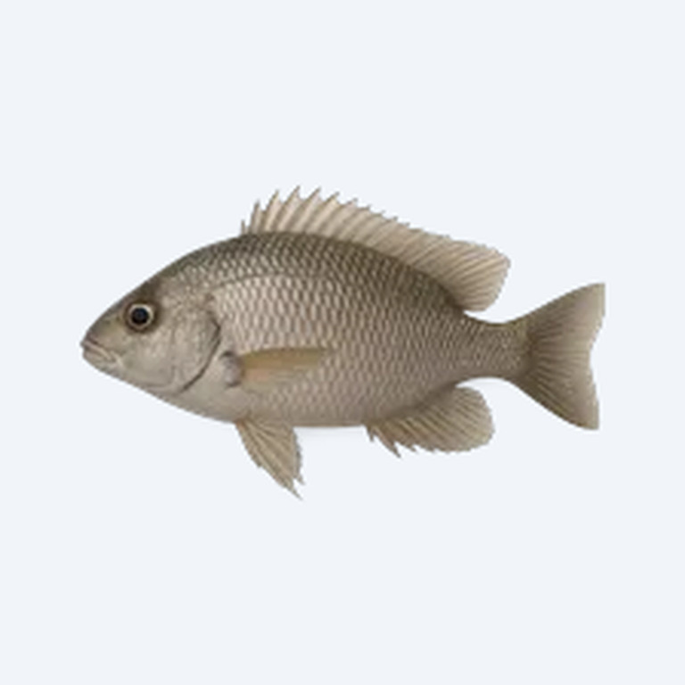 Pearl Of Likoma (Aulonocara baenschi) in a freshwater aquarium