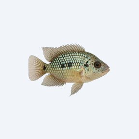 Pearlscale Cichlid (Cichlidae sp.) in a planted freshwater aquarium