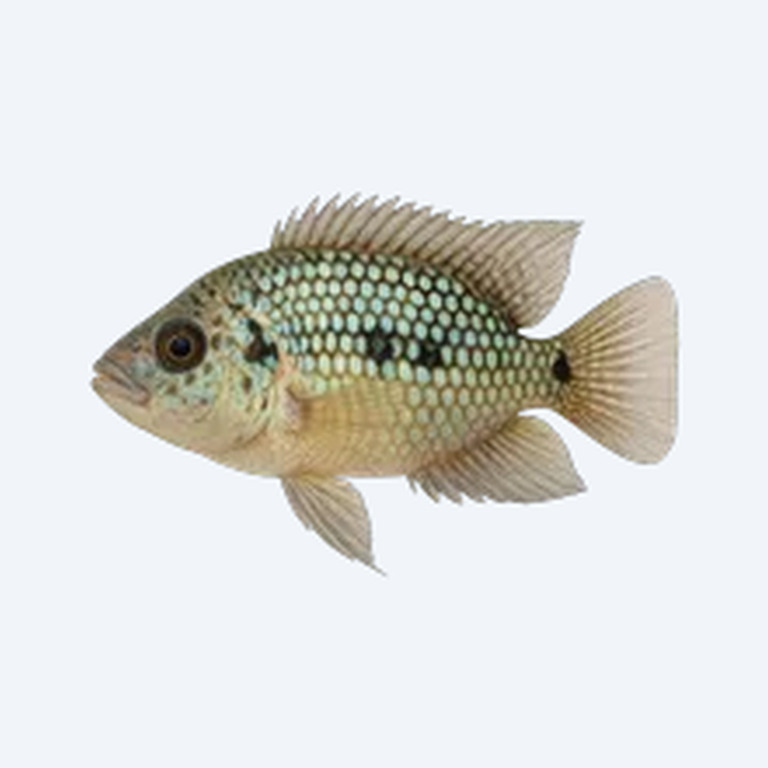 Pearlscale Cichlid (Cichlidae sp.) in a freshwater aquarium