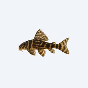 Peckoltia vittata (Peckoltia vittata) in a planted freshwater aquarium
