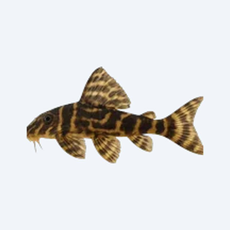 Peckoltia vittata (Peckoltia vittata) in a freshwater aquarium