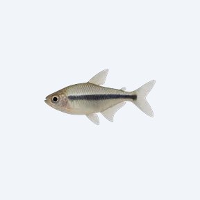 Penguin Tetra (Thayeria boehlkei) in a planted freshwater aquarium