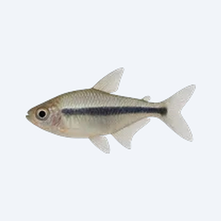 Penguin Tetra (Thayeria boehlkei) in a planted freshwater aquarium