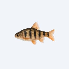 Pentazona Barb (Desmopuntius pentazona) in a planted freshwater aquarium