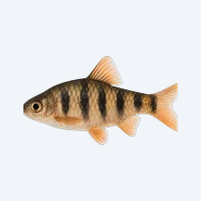 Pentazona Barb (Desmopuntius pentazona) in a freshwater aquarium