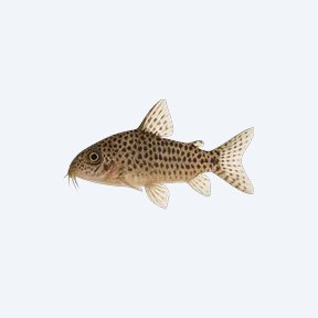 Peppered Cory (Corydoras sp.) in a planted freshwater aquarium