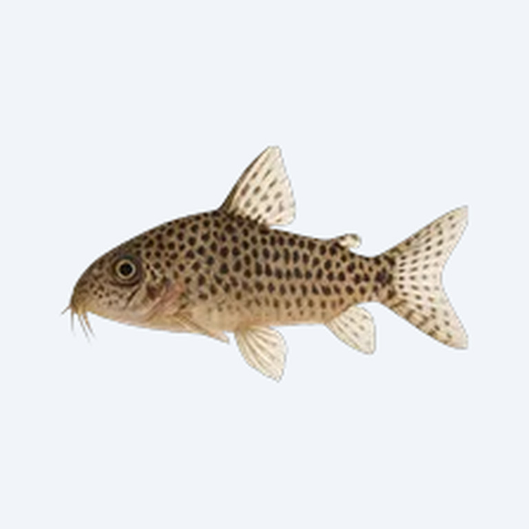 Peppered Cory (Corydoras sp.) in a planted freshwater aquarium
