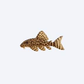 Peppermint Pleco (L030) (Ancistrus dolichopterus) in a planted freshwater aquarium