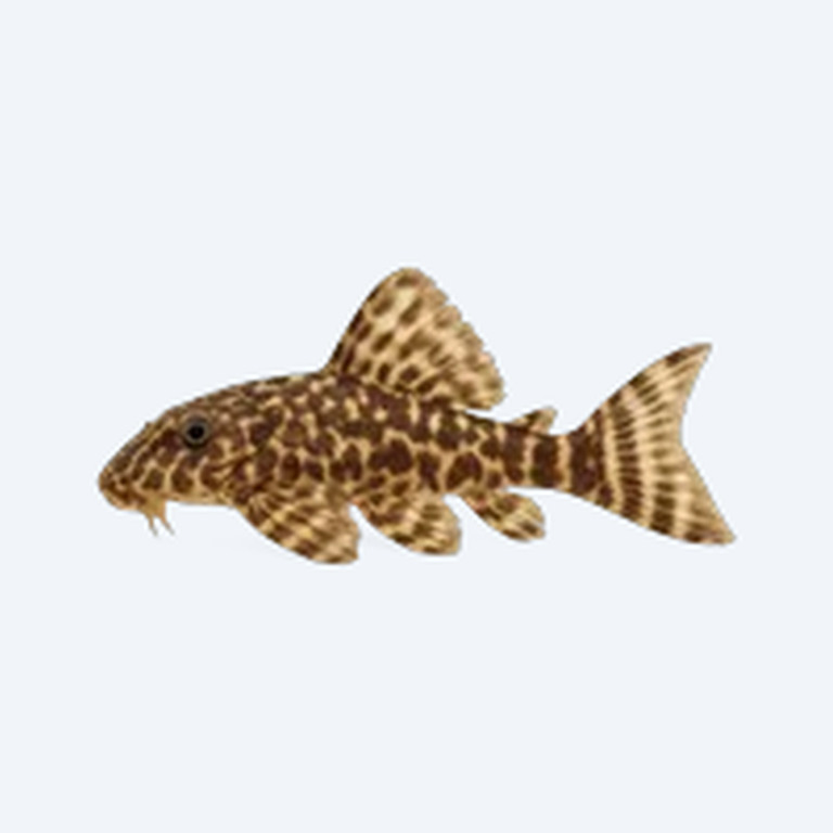 Peppermint Pleco (L030) (Ancistrus dolichopterus) in a freshwater aquarium