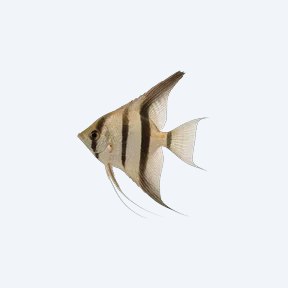 Peru Altum Angelfish (Pterophyllum altum) in a planted freshwater aquarium