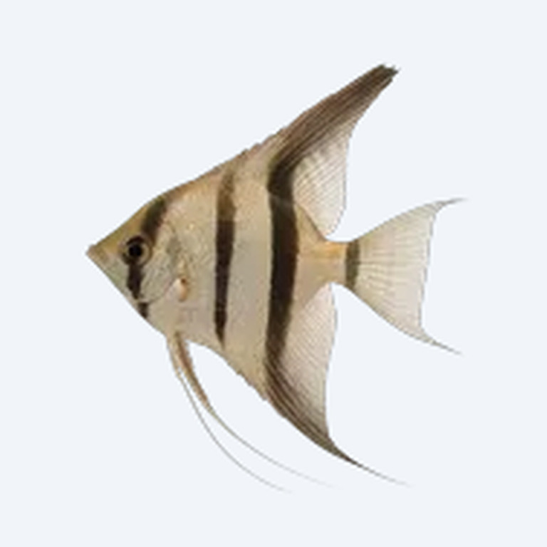 Peru Altum Angelfish (Pterophyllum altum) in a planted freshwater aquarium