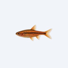 Phoenix Rasbora (Boraras merah) in a planted freshwater aquarium