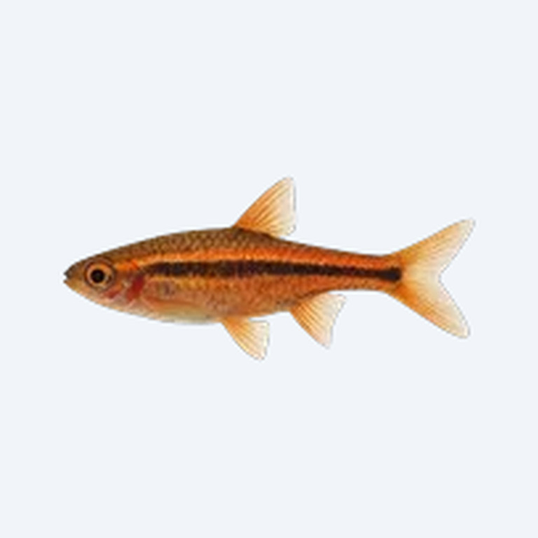 Phoenix Rasbora (Boraras merah) in a planted freshwater aquarium