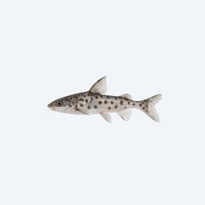 Pictus Catfish (Pimelodus pictus) in a planted freshwater aquarium