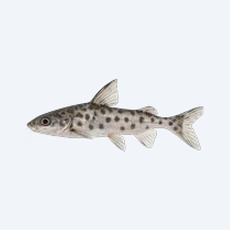 Pictus Catfish (Pimelodus pictus) in a planted freshwater aquarium