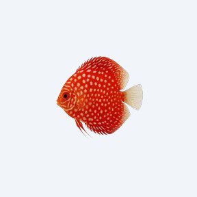 Pigeon Blood Discus (Symphysodon aequifasciatus) in a planted freshwater aquarium