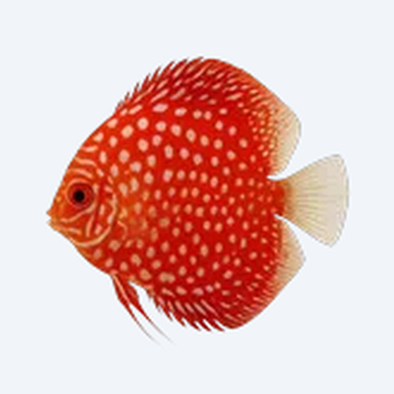 Pigeon Blood Discus (Symphysodon aequifasciatus) in a planted freshwater aquarium