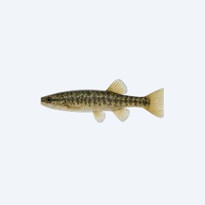 Pike Topminnow (Cyprinodontiformes sp.) in a planted freshwater aquarium
