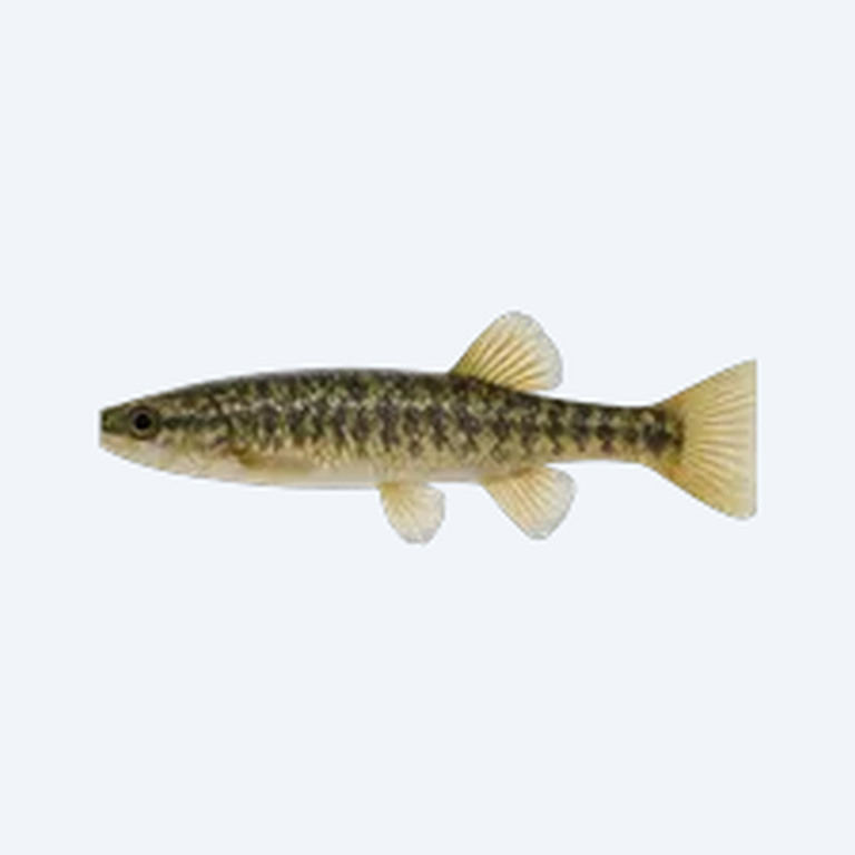Pike Topminnow (Cyprinodontiformes sp.) in a freshwater aquarium