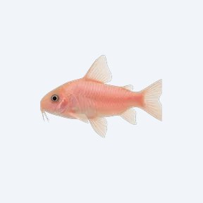 Pink Cory (Corydoras sp.) in a planted freshwater aquarium