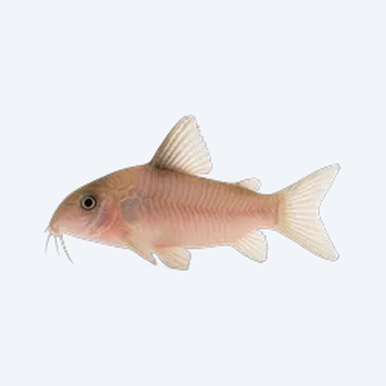 Pink Cory (Corydoras sp.) in a freshwater aquarium