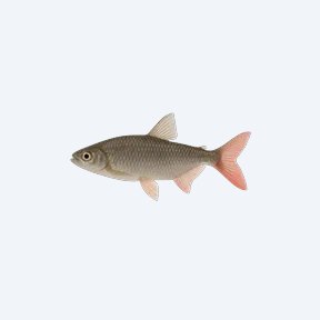 Pink-tail Chalceus (Chalceus macrolepidotus) in a planted freshwater aquarium