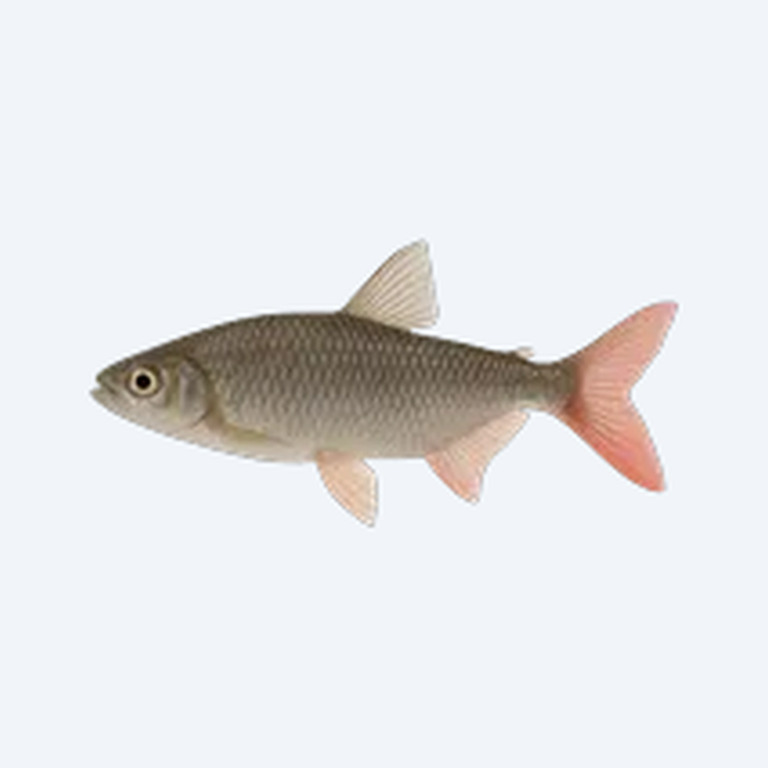 Pink-tail Chalceus (Chalceus macrolepidotus) in a planted freshwater aquarium