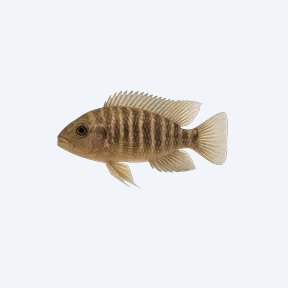 Pinstripe Damba Cichlid (Cichlidae sp.) in a planted freshwater aquarium