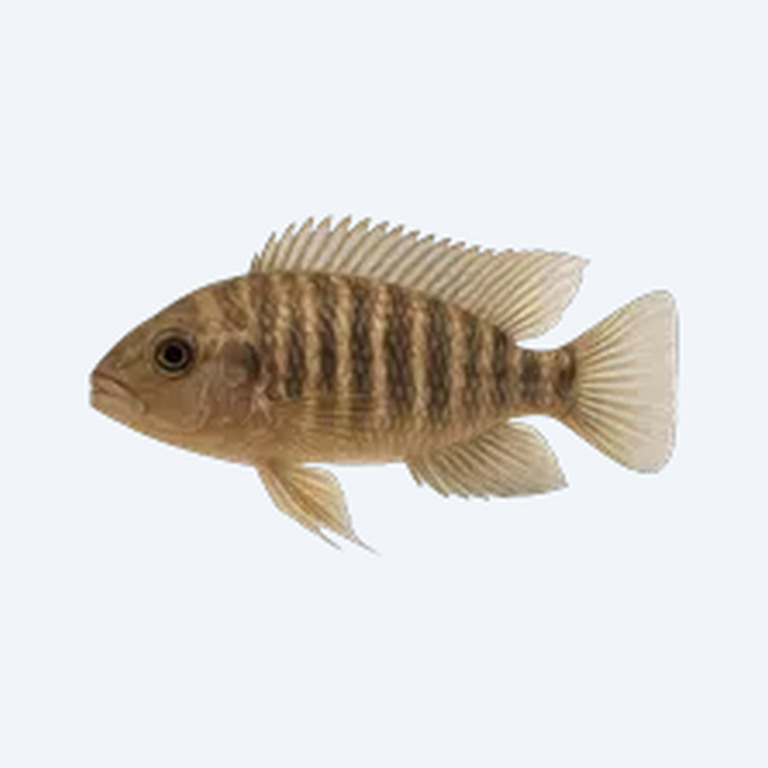 Pinstripe Damba Cichlid (Cichlidae sp.) in a freshwater aquarium