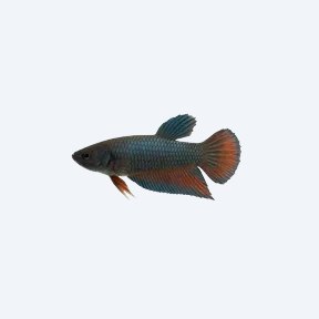 Plakat Betta (Betta splendens) in a planted freshwater aquarium